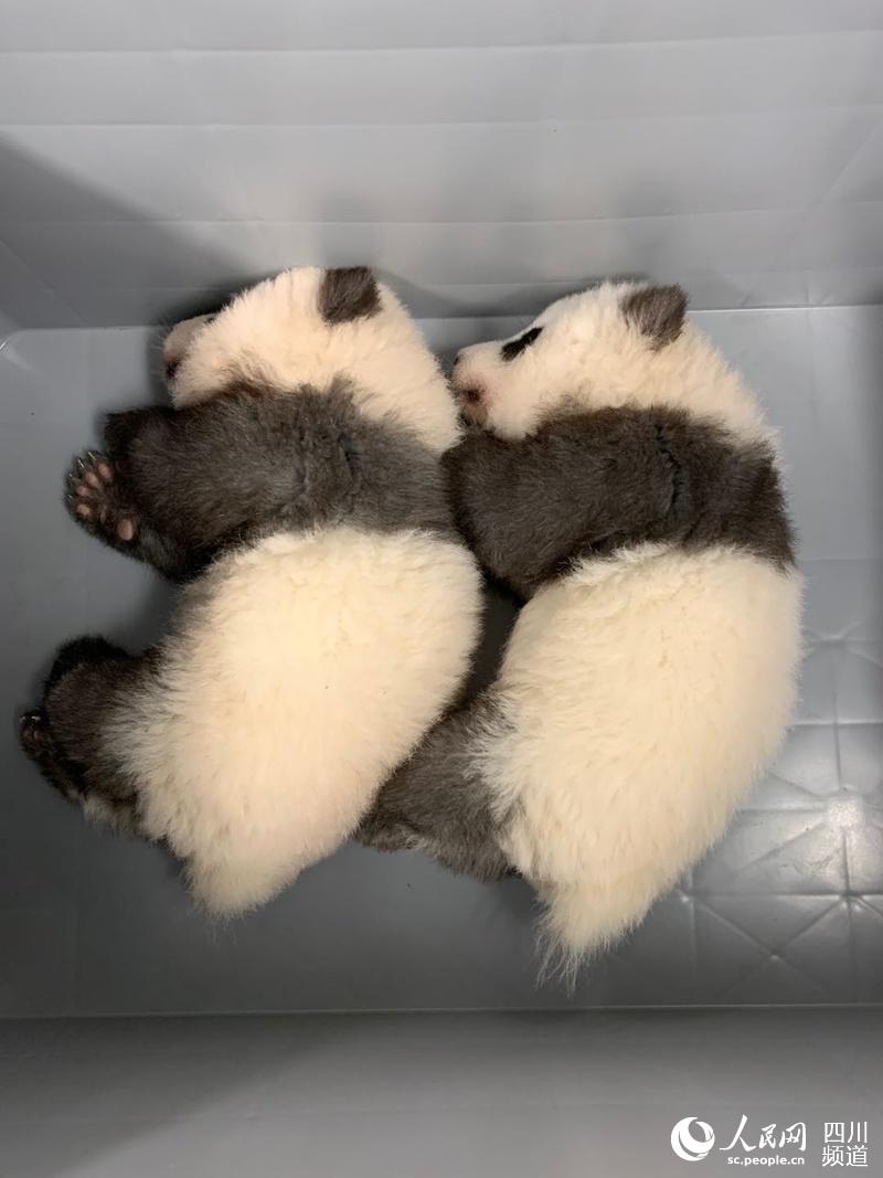 ドイツ初の雙子パンダの名前は「夢(mèng)想」と「夢(mèng)圓」に