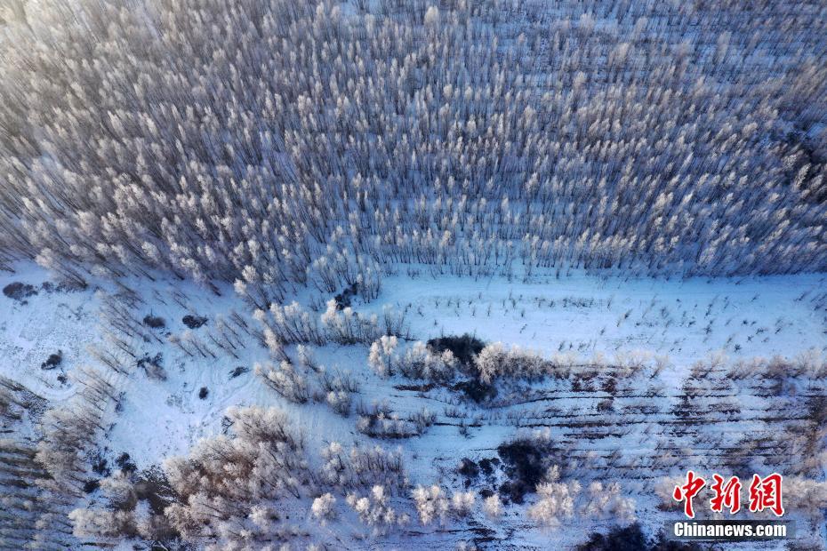 新疆の博爾塔拉河谷で「霧氷」の絶景