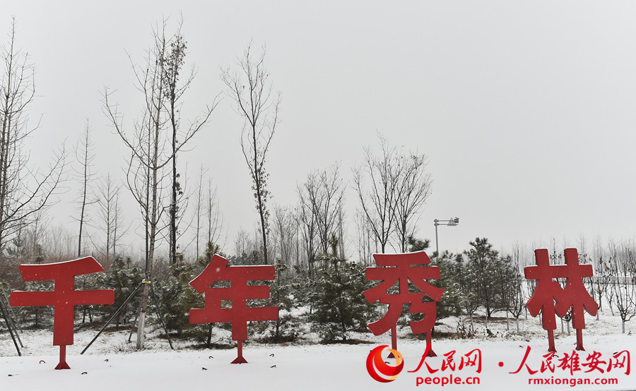 雄安新區(qū)「千年秀林」の雪景色（撮影?劉向陽）。