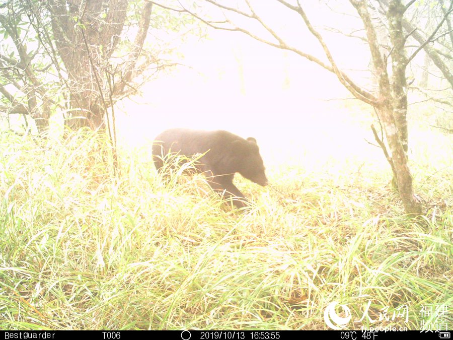 科學(xué)調(diào)査チームが稀少動物を求めて武夷山の原始林へ