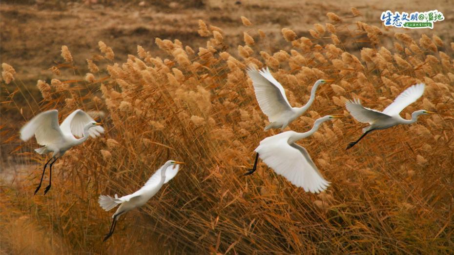 キャンパスに描かれたような風(fēng)景広がる甘粛濕地