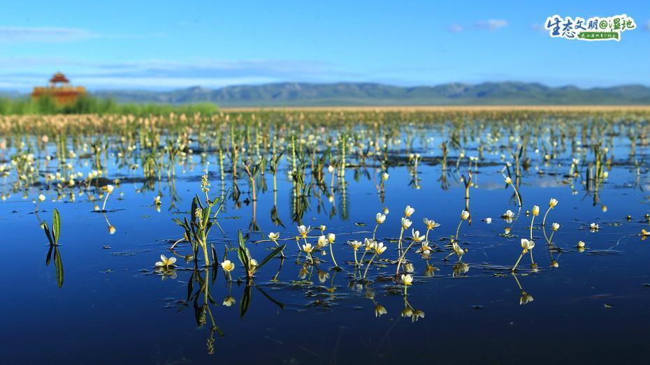 キャンパスに描かれたような風景広がる甘粛濕地