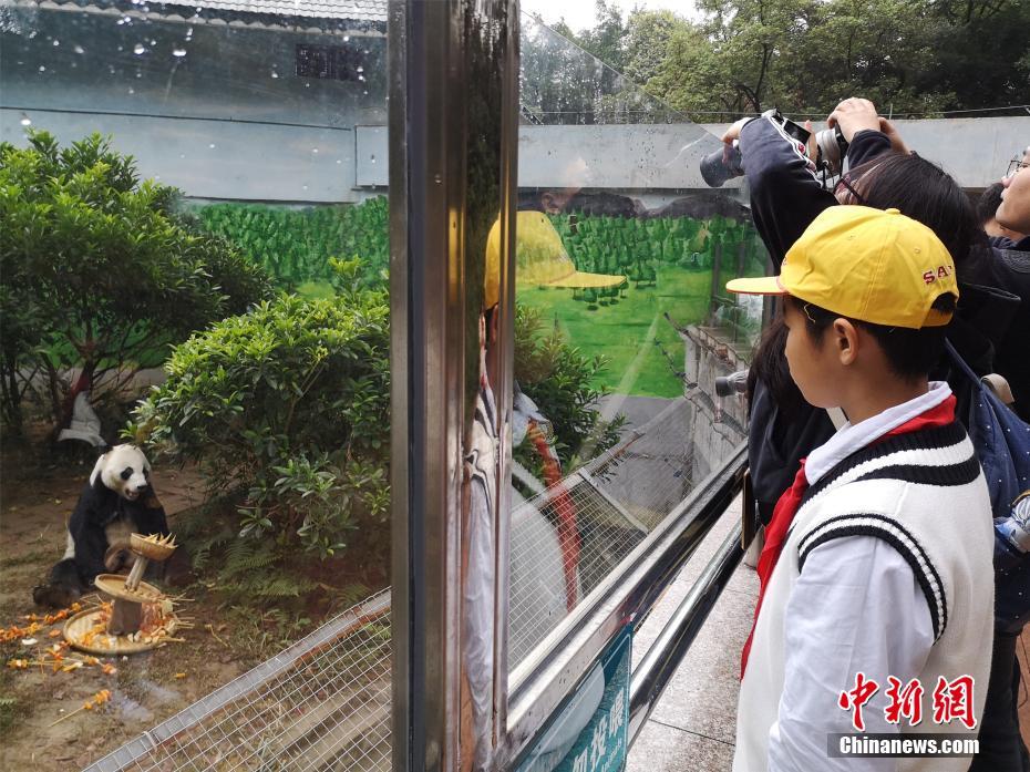 パンダの明浜が13歳の誕生日をご馳走でお祝い　広西チワン族自治區(qū)