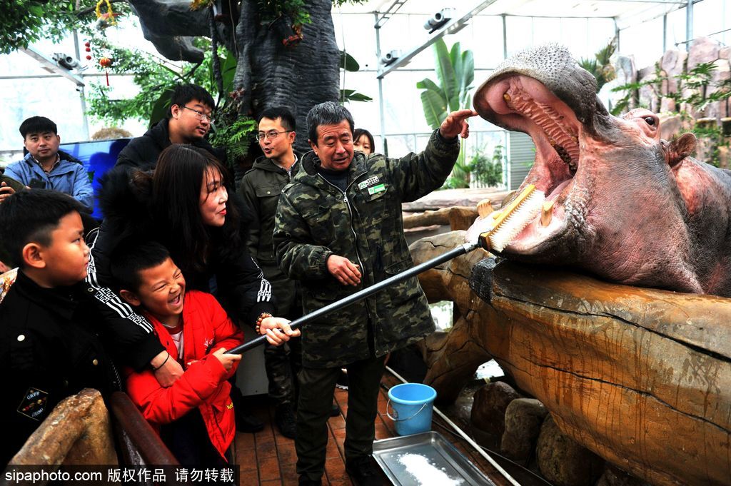 12月29日、カバの歯磨きを體験している子供（寫真著作権はsipaphoto.comが所有のため転載禁止）。