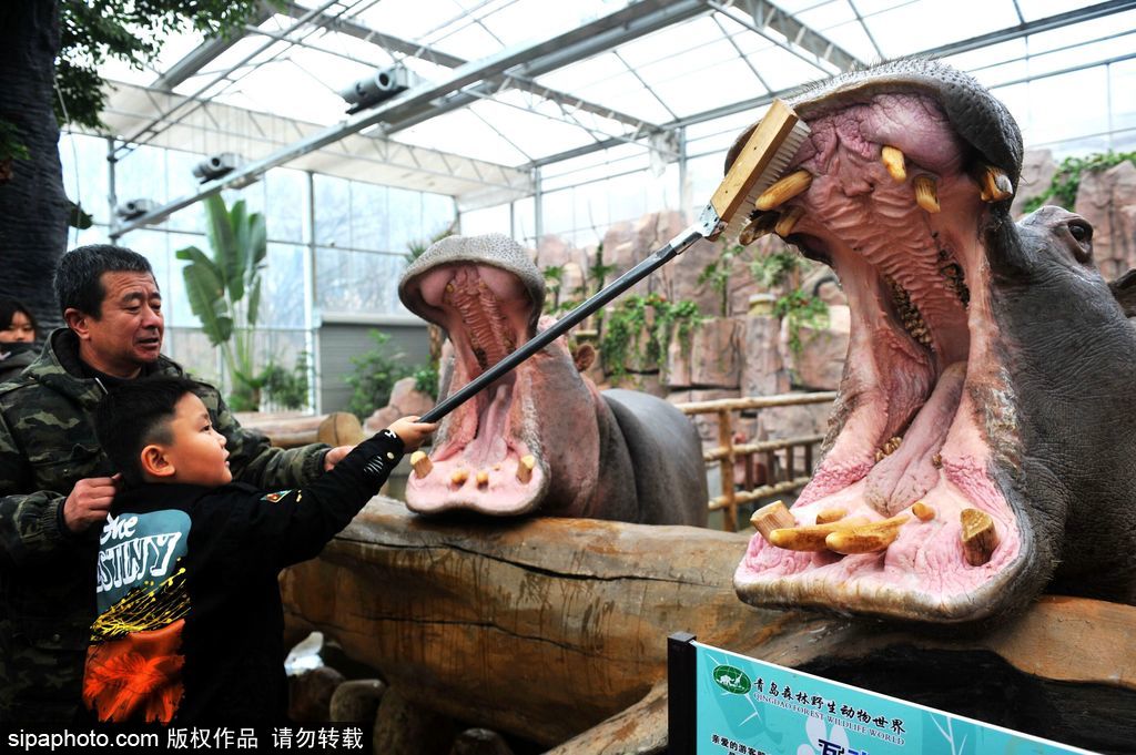 子供たちが「カバの歯磨き」體験、口腔ケアをPR　山東省青島