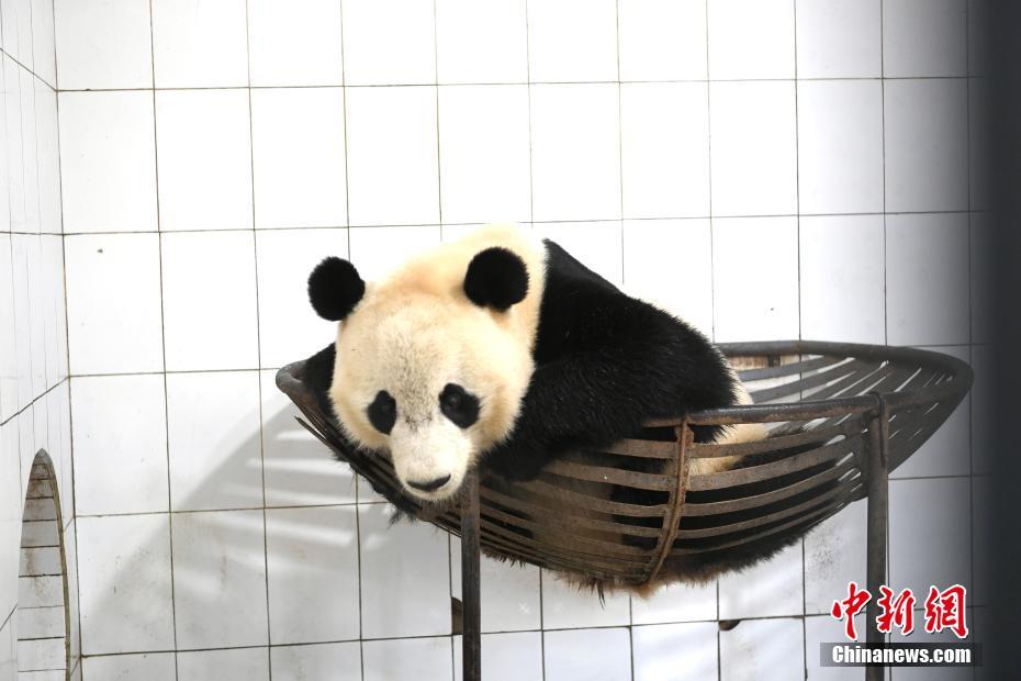 検疫期間を終え、「新居」となる海外帰國パンダ園に移ったパンダの「貝貝（ベイベイ）」（撮影?安源） 