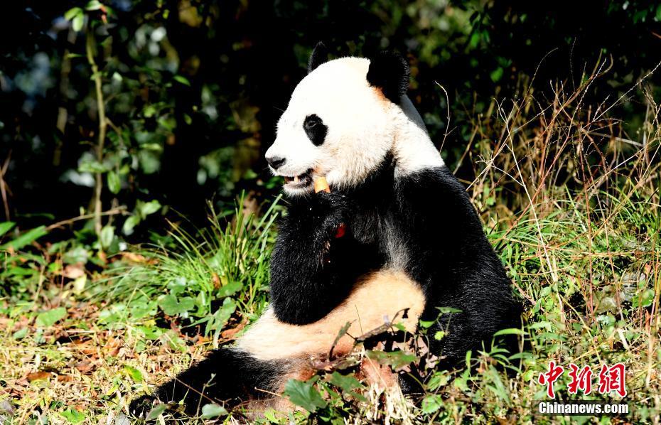 海外帰國パンダ「貝貝」が隔離検疫を終え新居へ　四川省