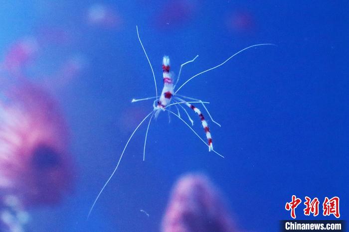 新年を前に南京の水族館に可愛い海の動物たちが仲間入り　江蘇省