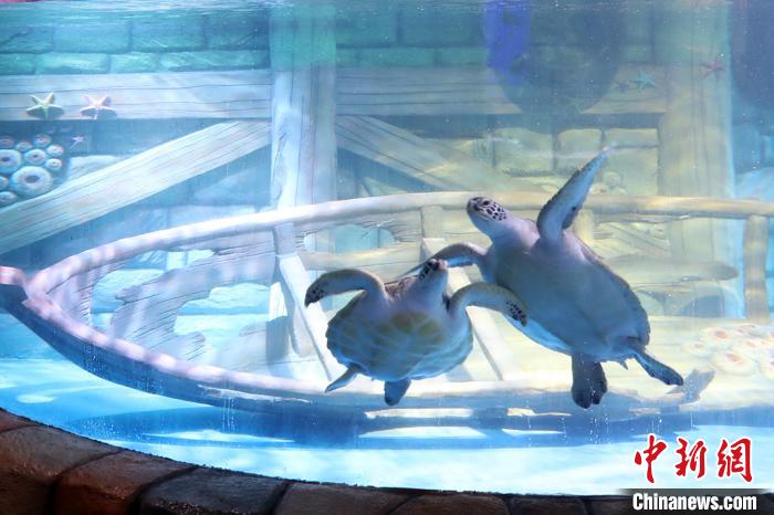 新年を前に南京の水族館に可愛(ài)い海の動(dòng)物たちが仲間入り　江蘇省