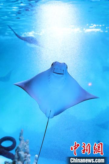 新年を前に南京の水族館に可愛い海の動物たちが仲間入り　江蘇省