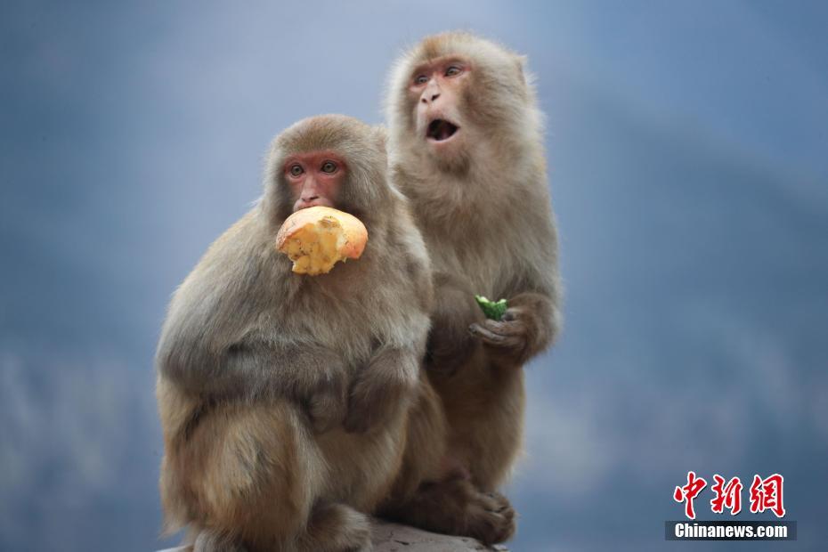野生のアカゲザルに新年のごちそうをプレゼント　河南省済源市
