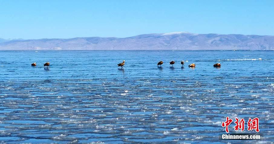 結(jié)氷期迎え、青く凍りついた青海湖　青海省