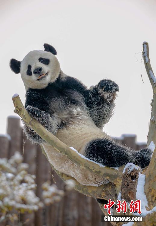 大雪にパンダも大はしゃぎ！　山東省済南市