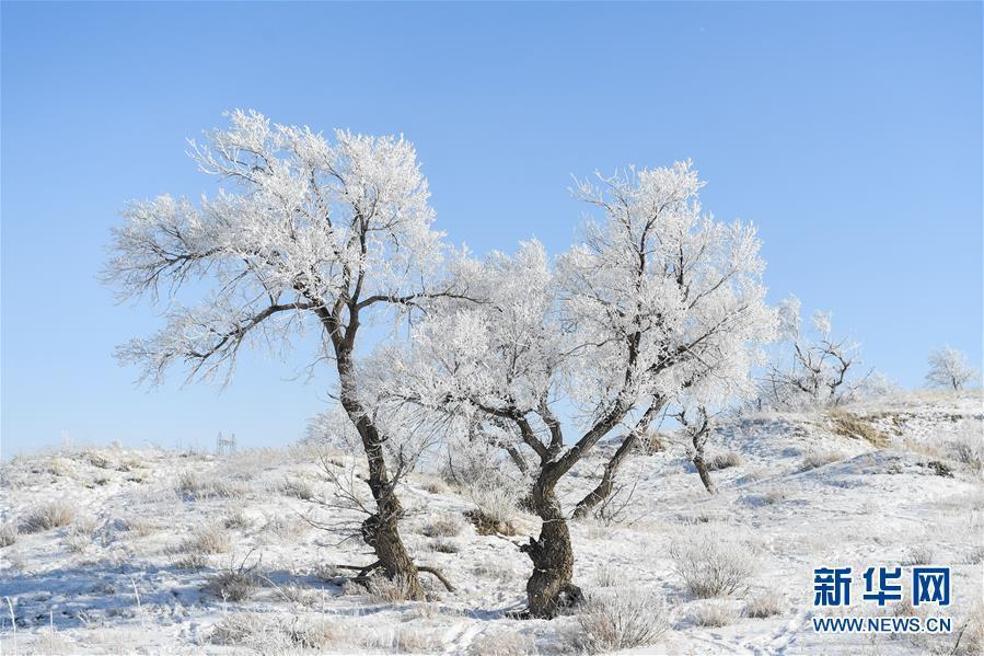 錫林郭勒（シリンゴル）盟錫林浩特（シリンホト）市郊外の雪原で撮影された霧氷（1月13日撮影?劉磊）。