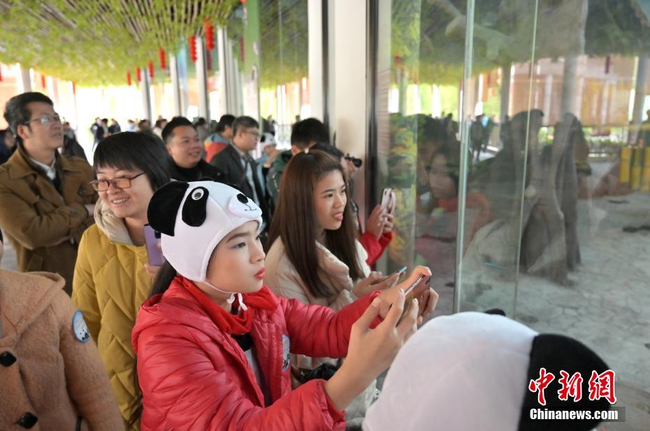 可愛いパンダの兄妹が南寧動物園にお目見え　広西