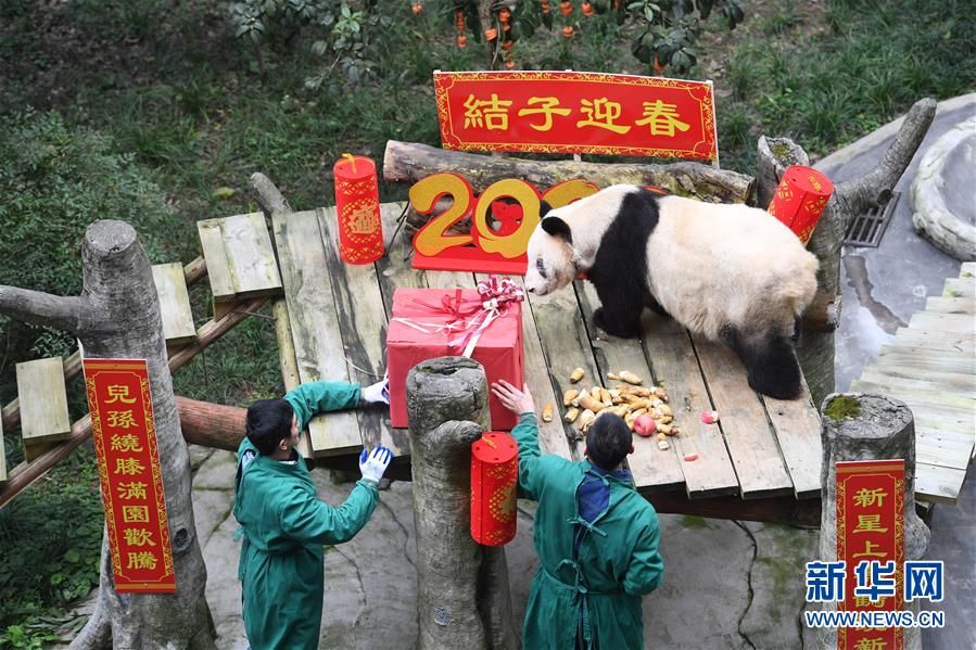 赤ちゃんパンダが大はしゃぎ、ご長壽パンダとも対面　重慶市