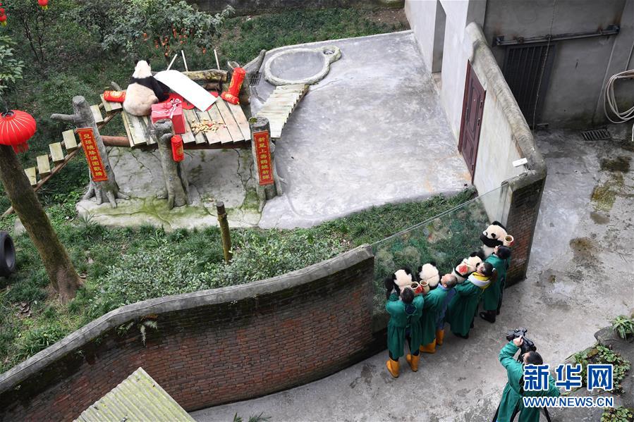 赤ちゃんパンダが大はしゃぎ、ご長壽パンダとも対面　重慶市