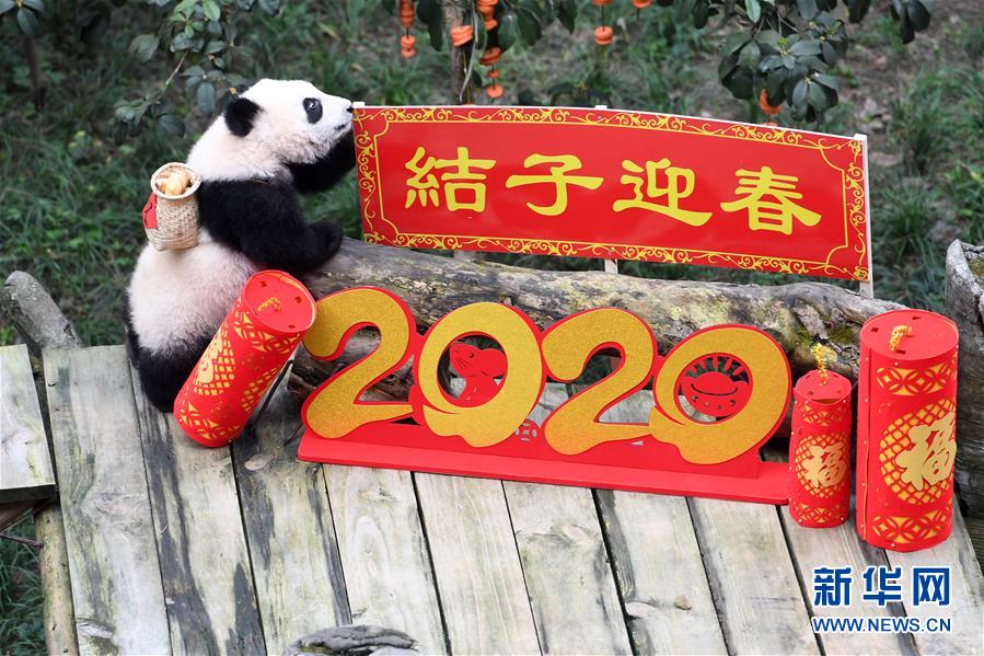 赤ちゃんパンダが大はしゃぎ、ご長壽パンダとも対面　重慶市