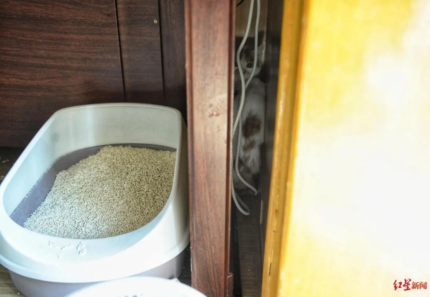 武漢のペットを救え！武漢に取り殘されたペットたちに救済措置　湖北省