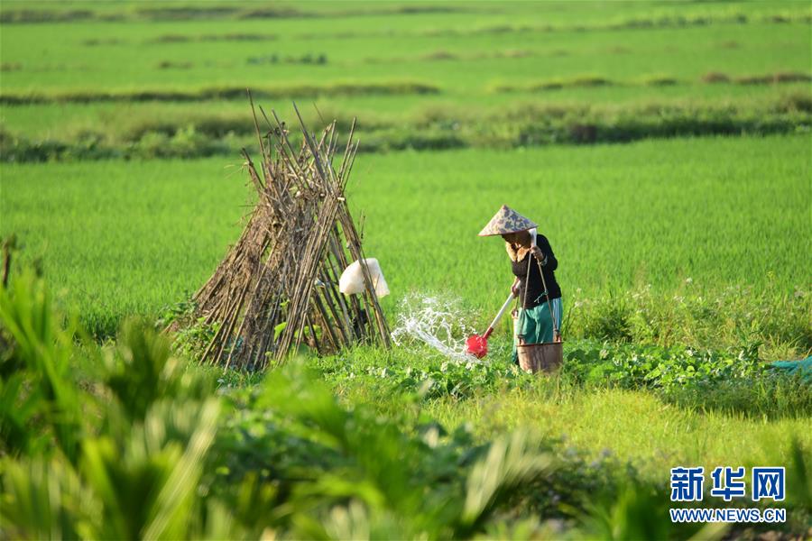 緑鮮やかな田野で春の農作業(yè)たけなわ　海南瓊海