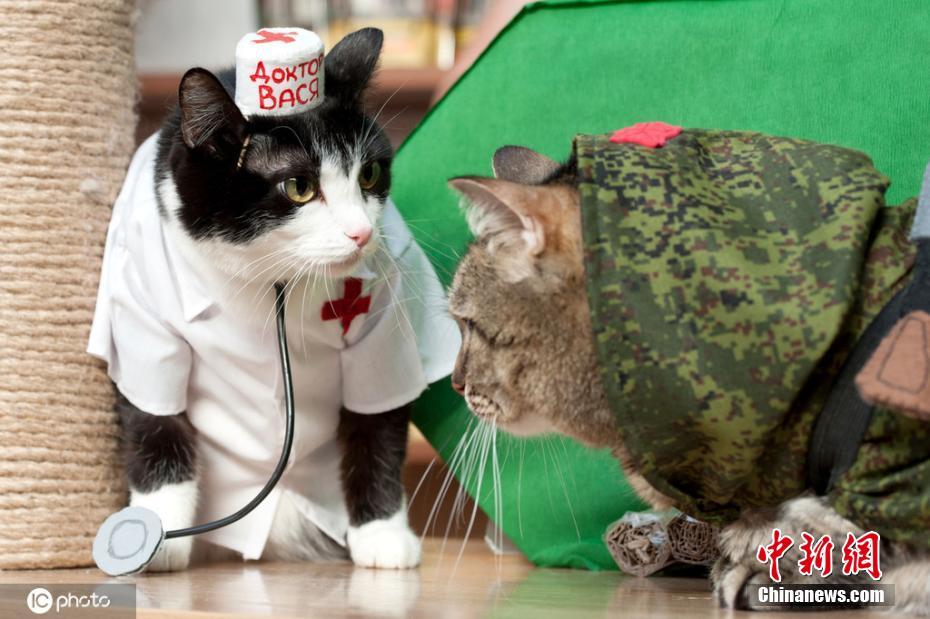 ロシア國際ネコ展に參加したニャンコたち（寫真著作権は東方ICが所有のため転載禁止）。