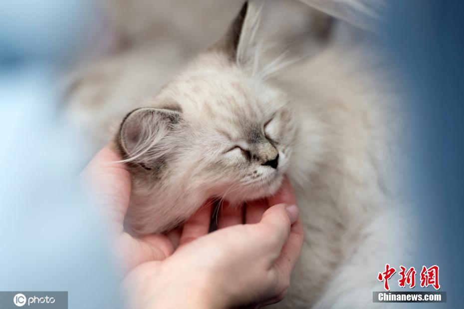 ロシア國際ネコ展　「萌え度」を競うユニークコスプレのニャンコたち