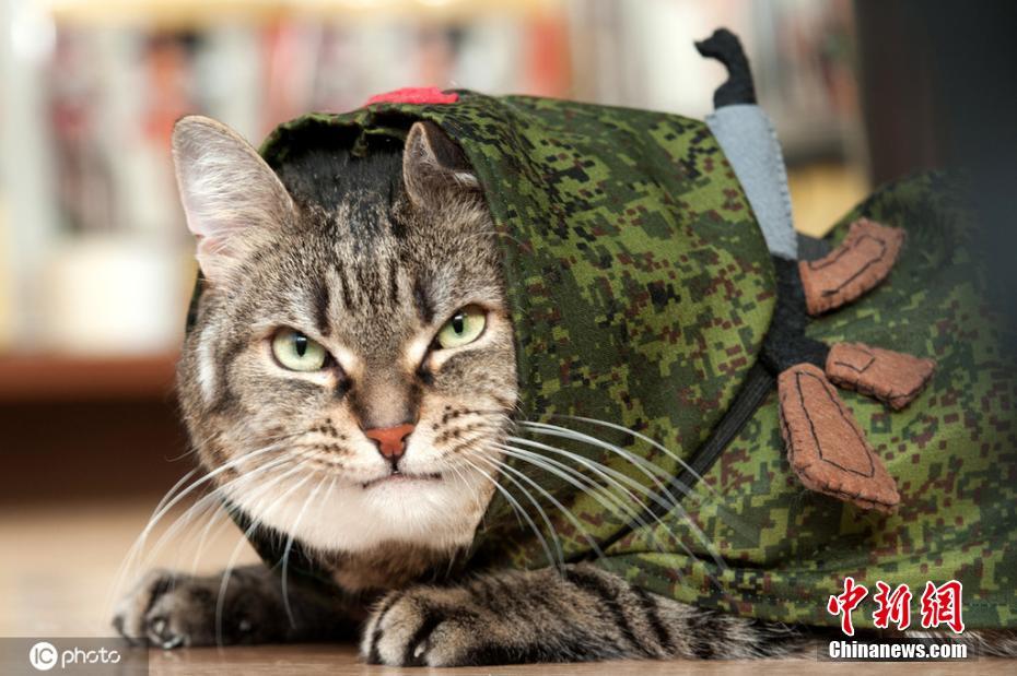 ロシア國際ネコ展　「萌え度」を競うユニークコスプレのニャンコたち