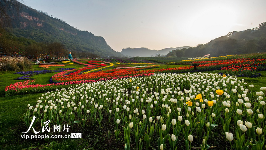 春を迎えチューリップ満開　四川瀘州