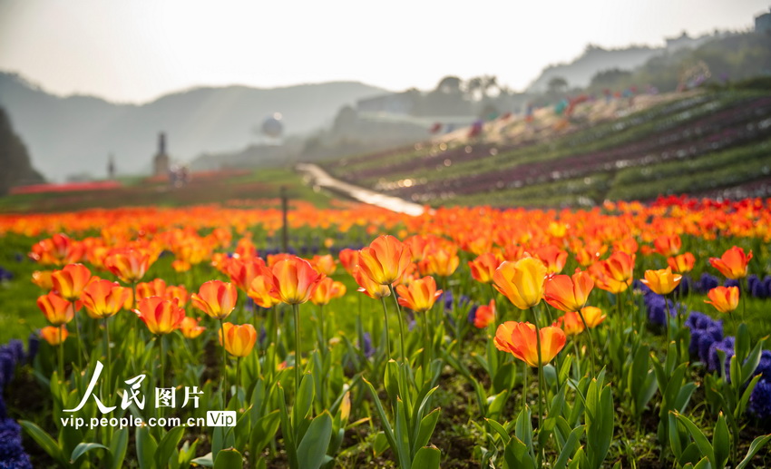 春を迎えチューリップ満開　四川瀘州