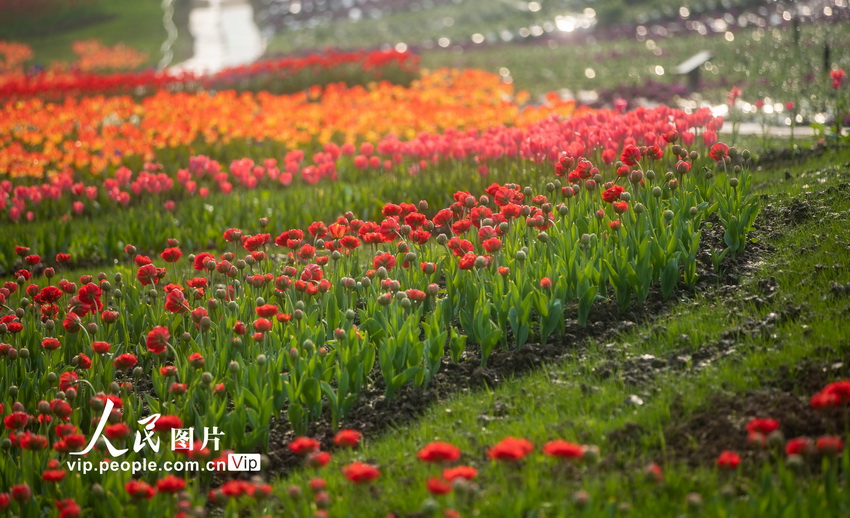 春を迎えチューリップ満開(kāi)　四川瀘州