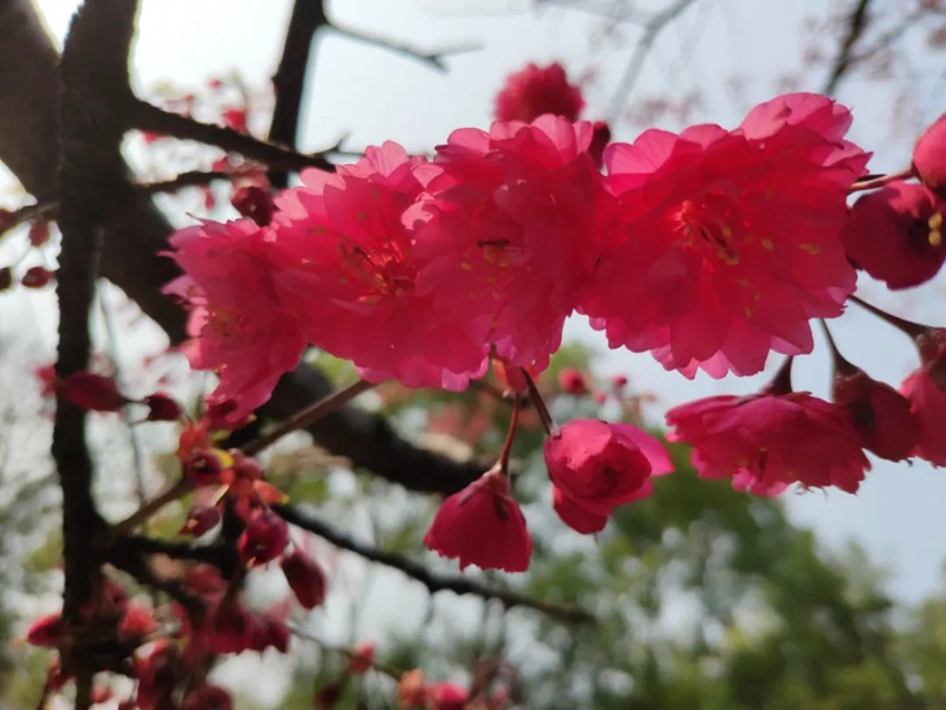 武漢大學(xué)の早咲き桜が開花　湖北省