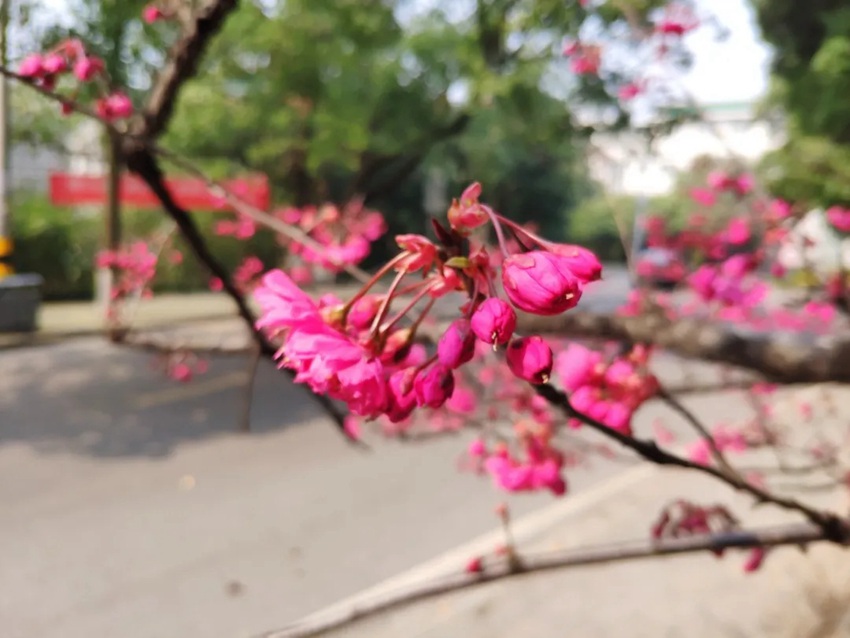 武漢大學(xué)の早咲き桜が開(kāi)花　湖北省