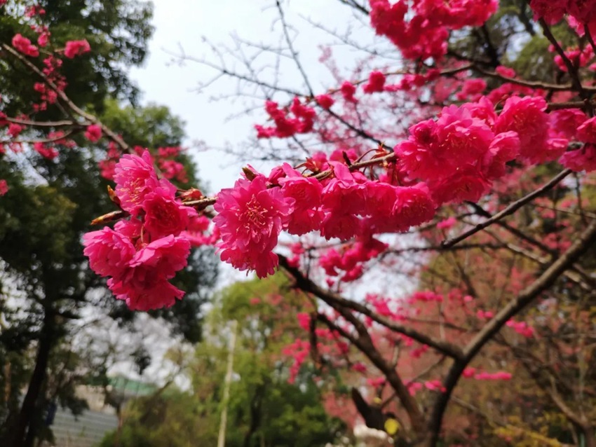 武漢大學(xué)の早咲き桜が開(kāi)花　湖北省