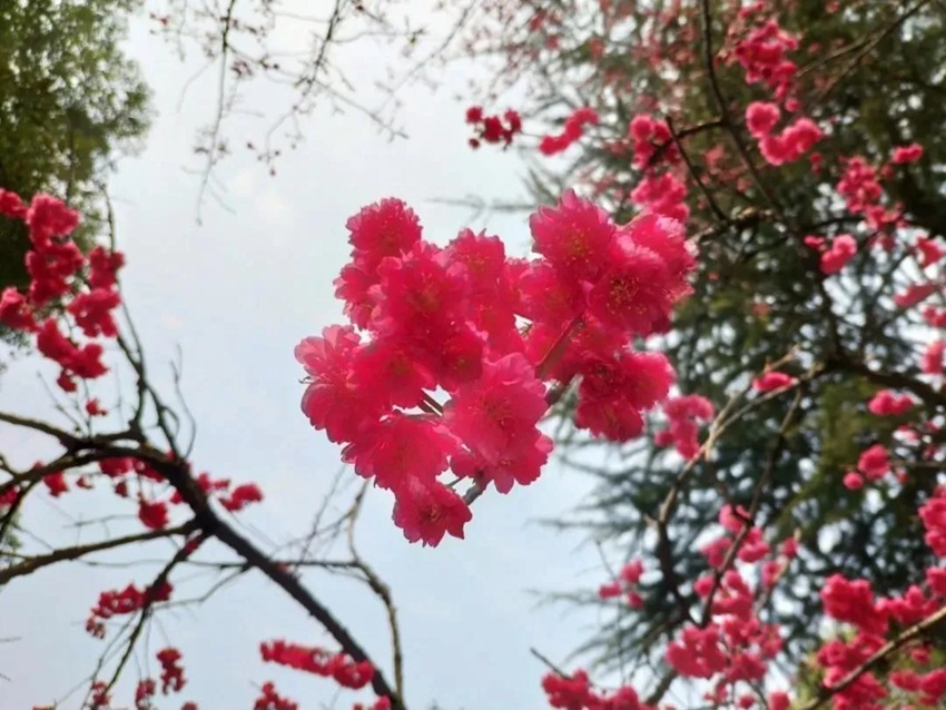武漢大學(xué)の早咲き桜が開(kāi)花　湖北省