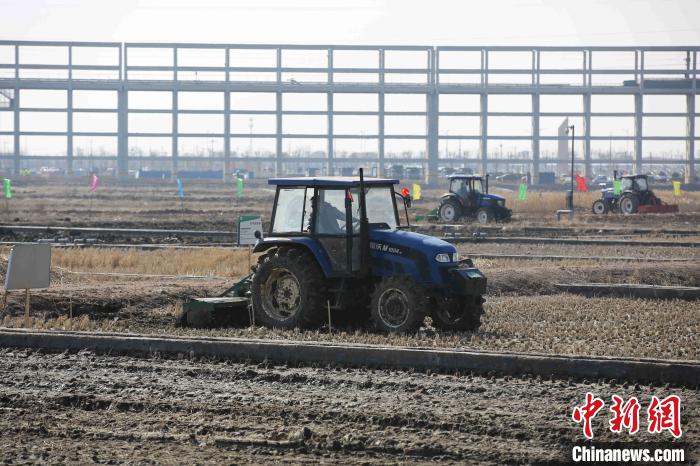 アルカリ性土壌に強(qiáng)い稲、今年の栽培面積は6.7萬ヘクタールに