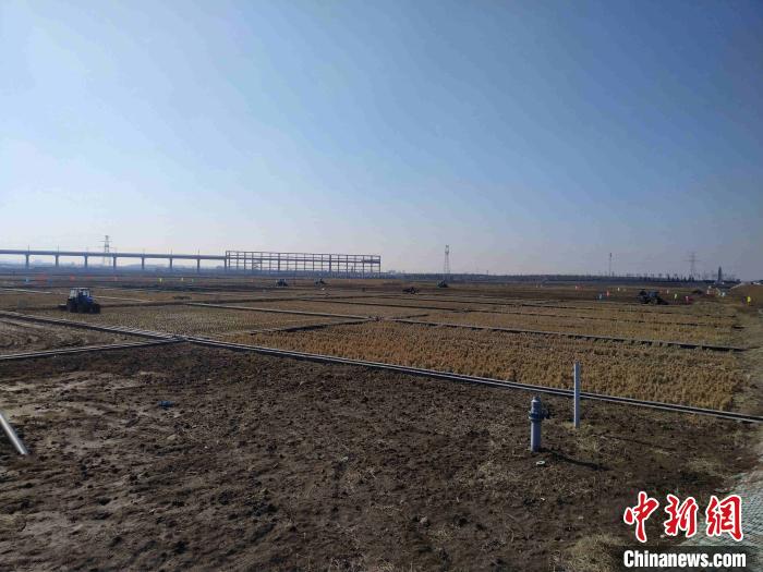 アルカリ性土壌に強(qiáng)い稲、今年の栽培面積は6.7萬ヘクタールに