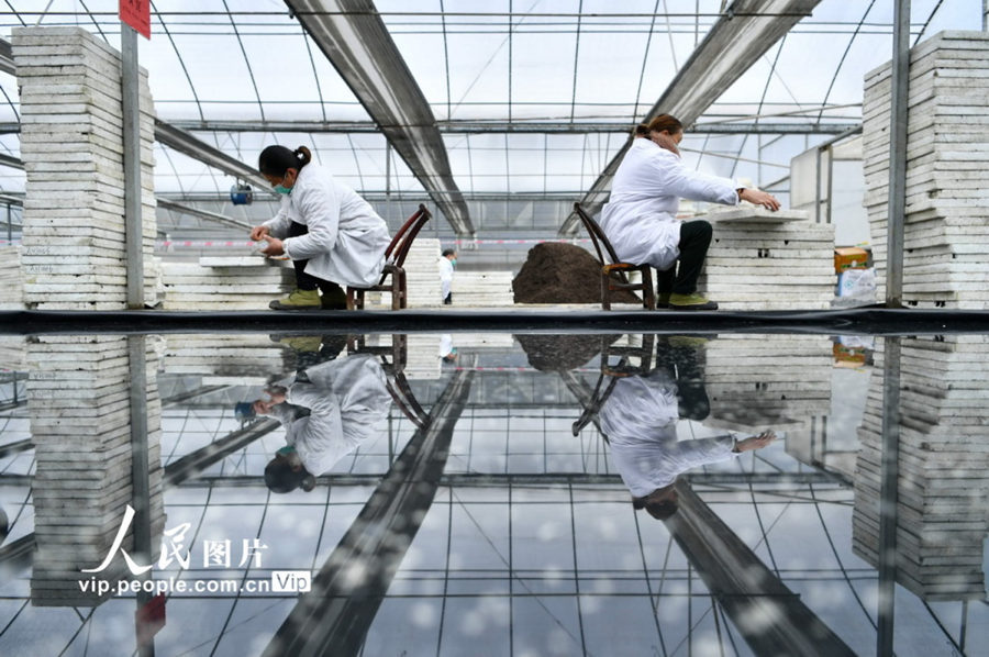 湖北省のプール育苗、テクノロジーで春耕を支援