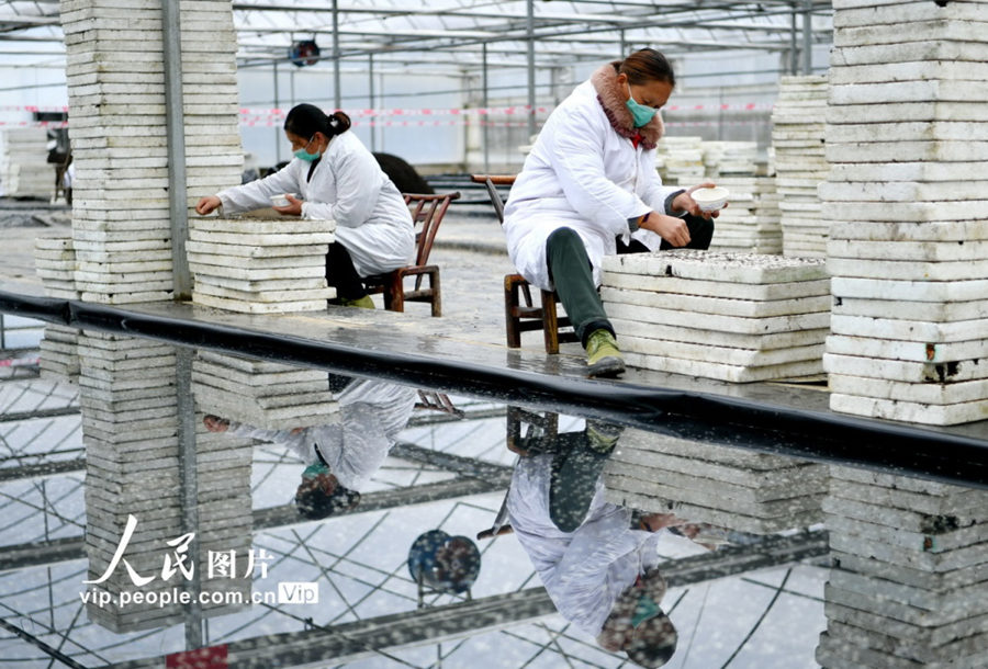 湖北省のプール育苗、テクノロジーで春耕を支援