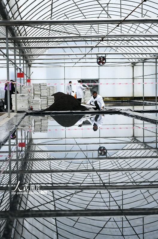 湖北省のプール育苗、テクノロジーで春耕を支援