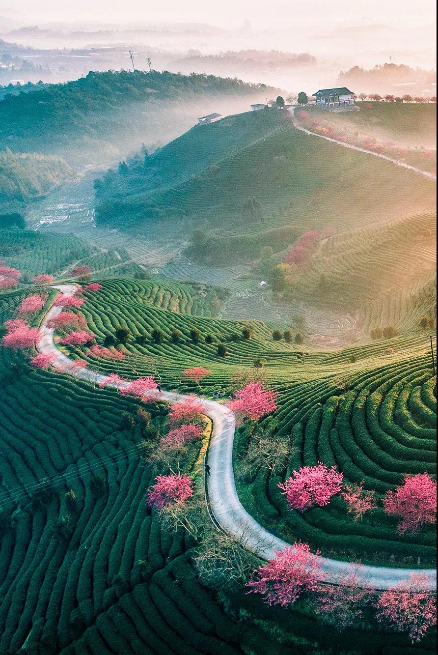 福建省の春（撮影?陳永誠(chéng)/漳平桜花茶園）