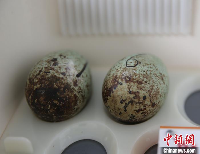 浙江省徳清県、トキの孵化シーズンに入る