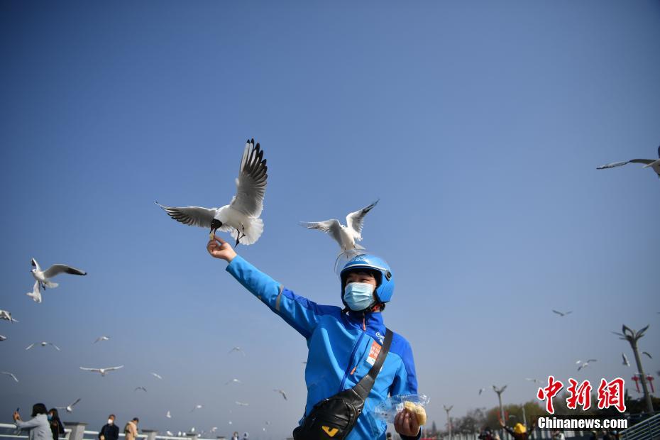 ユリカモメにエサをやるデリバリースタッフの王貴濤さん（撮影?劉冉陽）。