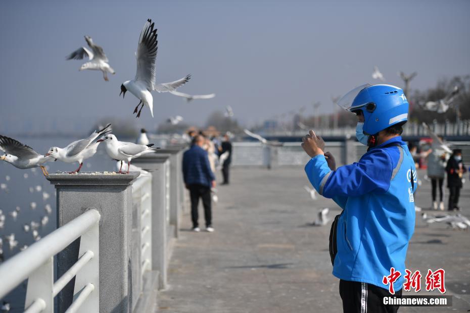ユリカモメに「遠(yuǎn)隔エサやり」承ります！デリバリースタッフの新サービス 