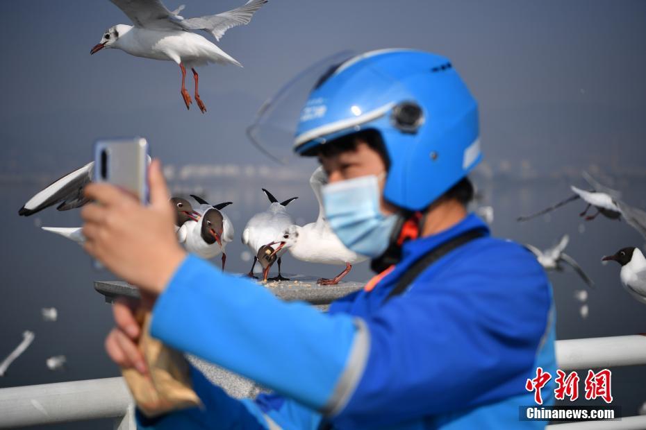 ユリカモメに「遠隔エサやり」承ります！デリバリースタッフの新サービス 