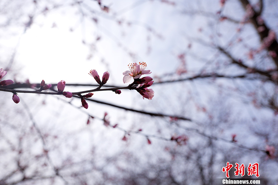 快晴の北京、春の暖かさで花が咲き亂れる玉淵潭公園