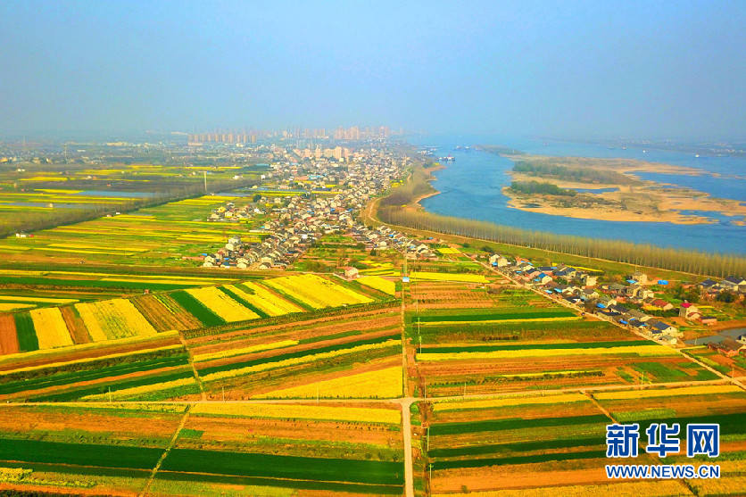 湖北?枝江　畑は満開(kāi)の菜の花で金色に