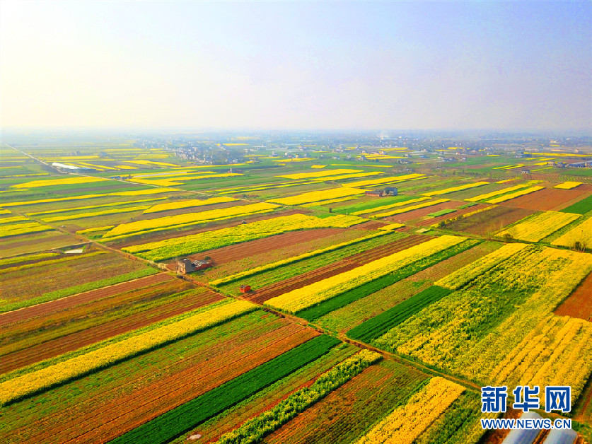 湖北?枝江　畑は満開(kāi)の菜の花で金色に