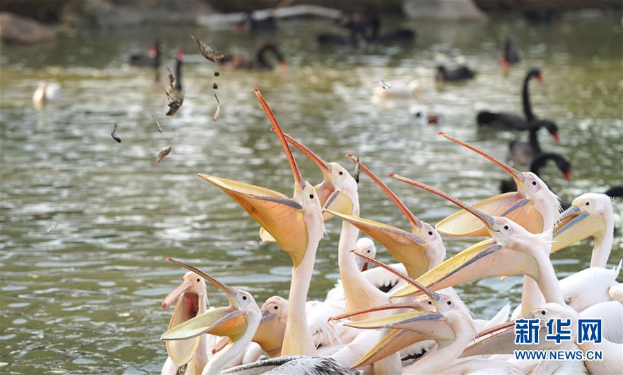 動物たちの安全守り続ける武漢動物園　湖北省