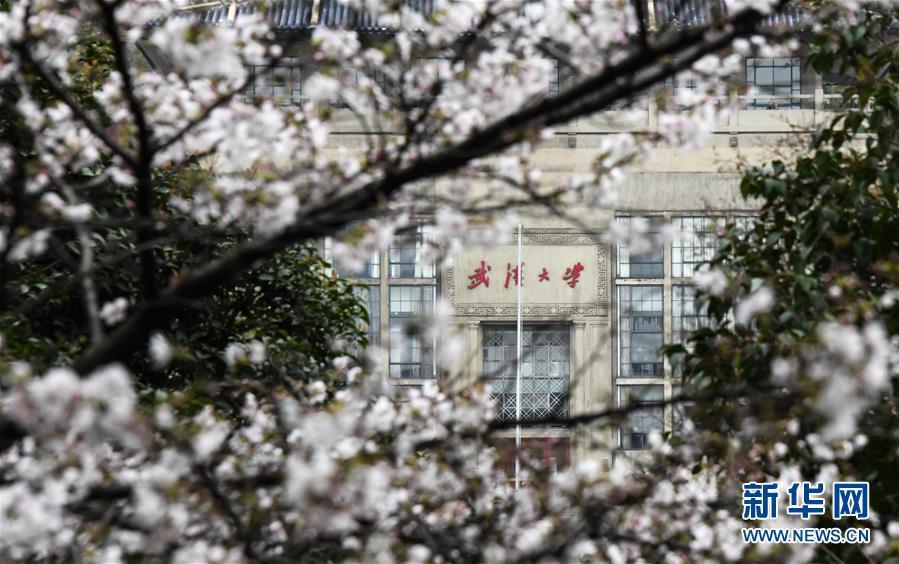 武漢大學(xué)が「クラウド花見」で學(xué)內(nèi)の桜並木をネット公開　湖北省