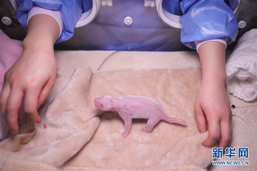 雙子パンダが成都で誕生　世界の飼育パンダで今年初